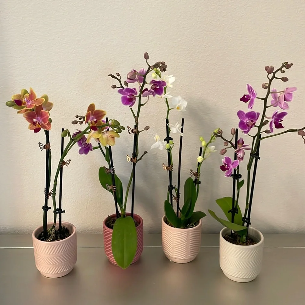 4 Mini Orchid Pots